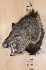 JAVELINA Shoulder Mount