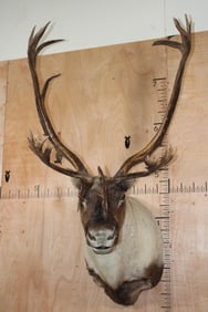 Double Shovel 31-Point CARIBOU Shoulder Mount