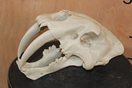 2 Piece Reproduction SABERTOOTH TIGER Skull