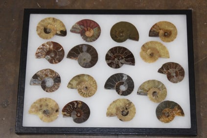 Collection of (17) Polished AMMONITE Fossil Halves