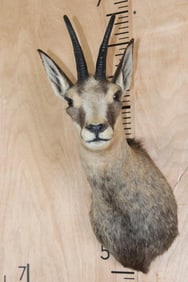 ALPINE CHAMOIS Shoulder Mount