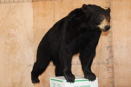 Life-sized BLACK BEAR on Bolts with No Base