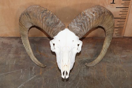 MOUFLON Skull with All its Teeth and Nasal Turbinates