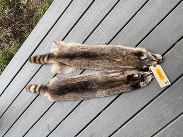 (2) *New* XXL Tanned RACCOON Hide or Fur Skins (ONE$)