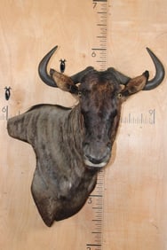 BLUE WILDEBEEST Wall Pedestal Mount