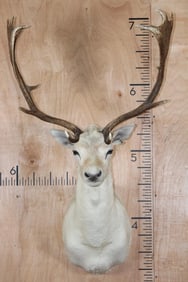 15-Point White FALLOW DEER Shoulder Mount