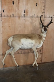 Life-sized PRONGHORN on Bolts (No Base)