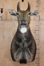 NILGAI Shoulder Mount