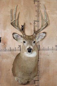 Symmetrical 10-Point WHITETAIL DEER Shoulder Mount