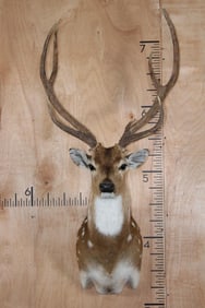 AXIS DEER Shoulder Mount