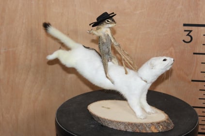 Life-sized CHIPMUNK Cowboy on a Bucking ERMINE