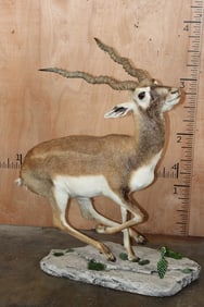 Life-sized Prancing BLACKBUCK on a Reproduction Rock and Cactus Base