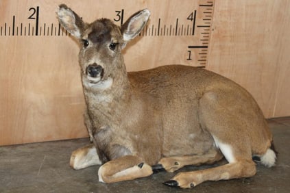 *Rarely Seen* Laying Life-sized Juvenile BLACK TAIL DEER Fawn