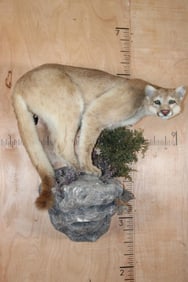 Life-sized MOUNTAIN LION or COUGAR on a Reproduction Rock Wall Hanger