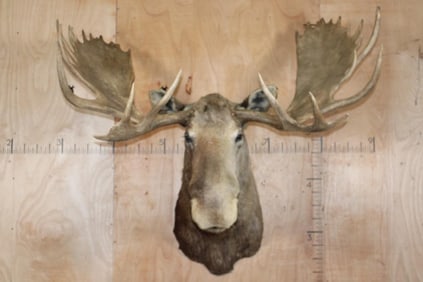 Huge 28-Point MOOSE Shoulder Mount