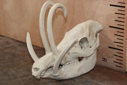 Reproduction BURU BABIRUSA Skull