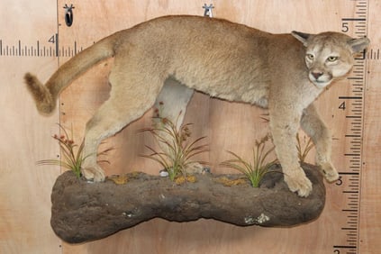 Life-sized Adolescent MOUNTAIN LION or COUGAR on a Wall Hanging Base