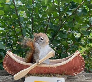 *New* Little Life-sized PINE SQUIRREL Paddling a Canoe