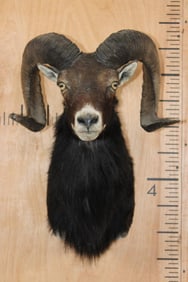 CORSICAN SHEEP Ram Shoulder Mount