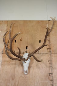 Freak 11-Point ELK Skull with 3 Antlers!