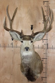 Big 10-Point MULE DEER Shoulder Mount with a Heavy Rack