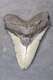 XL MEGALODON Shark Tooth Fossil
