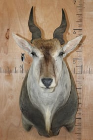 Big Body ELAND Shoulder Mount