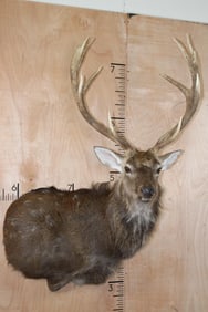 XXL 11-Point SIKA DEER Wall Pedestal Mount