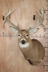 Big 14-Point WHITETAIL DEER Shoulder Mount with Drop Tines