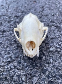 Monster Size SKUNK Skull with All its Teeth