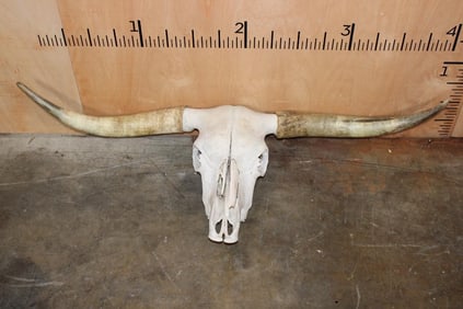 Texas LONGHORN Skull with Removable Horns