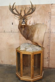 14-Point Bugling ELK Pedestal Mount on a Wood Pedestal with Glass Doors