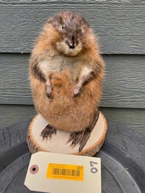 *New* MUSKRAT or MARSH HARE on a Wood Slice Base