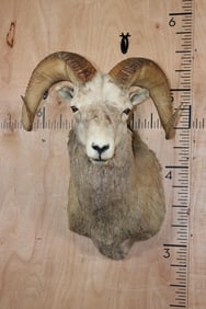 Big FANNIN SHEEP Shoulder Mount