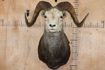 Big STONE SHEEP RAM Shoulder Mount