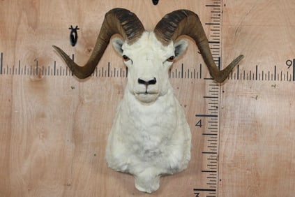 DALL SHEEP RAM Shoulder Mount