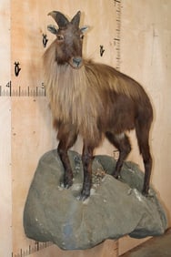 Life-sized TAHR on a Simulated Rock Wall Hanging Base