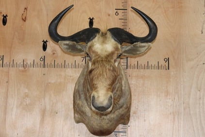 Big GOLDEN WILDEBEEST Shoulder Mount