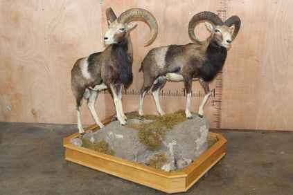 Double Life-sized MOUFLON Mounts on a Wood Base with Wheels