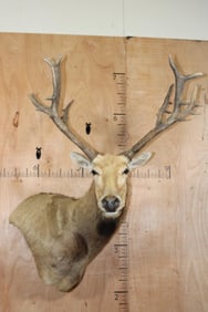 PERE DAVID'S DEER Wall Pedestal Mount