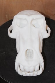 XXL Reproduction MANDRILL Skull (2 Pieces)