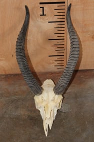 *Rarely Seen* GERENUK Skull with Removable Horns