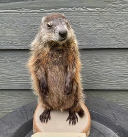 *New* WOODCHUCK Mounted on a Wood Slice Base