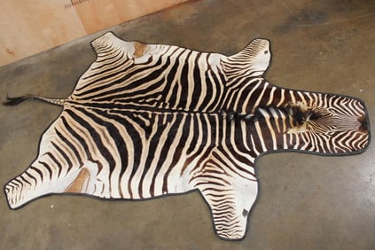 ZEBRA Hide RUG with Leather Piping and a Carpet Backing