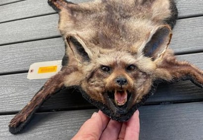 *Rarely Seen* BAT EARED FOX Rug with a Felted Backing