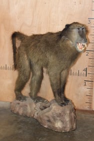Big Life-sized BABOON on a Simulated Rock Base