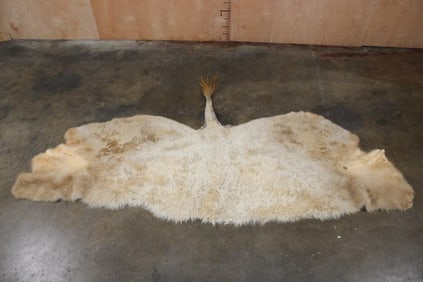 *Very Rare* WHITE BUFFALO or BISON Back Hide