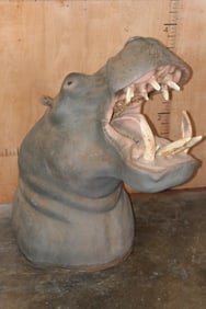 Big *Real Tusk* Reproduction HIPPOPOTAMUS Shoulder Mount Converted into an ICE CHEST