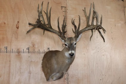 XXXL Freak 41-Point WHITETAIL DEER Shoulder Mount *Real Antlers*