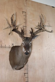 XXL Freak Non-Typical 53-Point WHITETAIL DEER Shoulder Mount *Real Antlers*